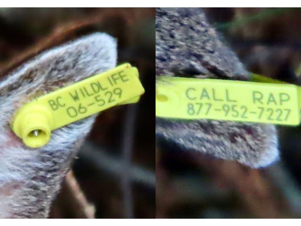 Prince Rupert buck with mysterious tag reveals AI scam targeting